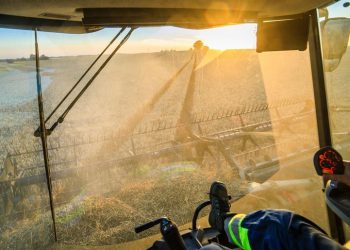 Lantmännen’s harvest forecast 2023: 4.6 million tonnes of grain