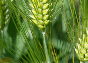 Beneo announces extension of its fiber portfolio with barley beta-glucans