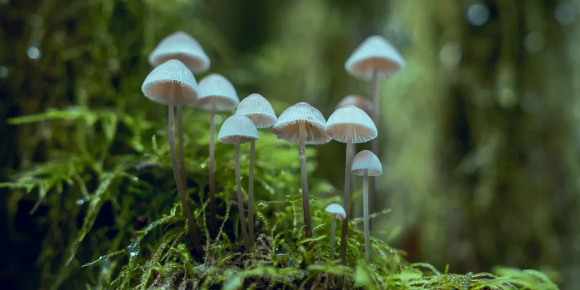 Sempera Organics and Sinoveda Canada announce partnership to advance mushroom testing and innovations