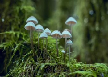 Sempera Organics and Sinoveda Canada announce partnership to advance mushroom testing and innovations