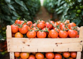 “Salça ihracatına kısıtlama uygulaması hem ihracatçı firmalara hem de çiftçilere zarar verebilir”