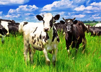 Trials confirm efficacy of a methane-reducing feed supplement for ruminants in achieving reductions in methane emissions by dairy cows