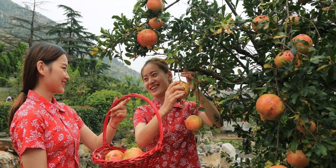Shandong’s Zaozhuang: Pioneering remarkable advancements in the pomegranate industry