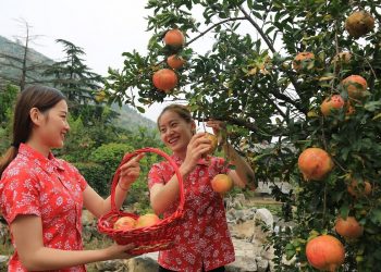 Shandong’s Zaozhuang: Pioneering remarkable advancements in the pomegranate industry