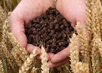 Transforming cocoa husks into low-carbon fertilizer in new pilot from Nestlé and partners
