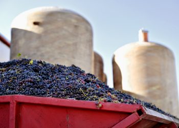 EU wine harvest 2023 – Overall decrease foreseen with some exceptions