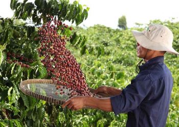 Nestlé enters partnership to provide farmers with weather insurance and contributes to new regenerative agriculture guidebook