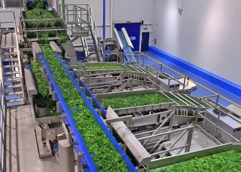 Oyun değiştiren ayıklama makineleri, yeşil sebzelerle karışabilen zehirli yabancı otlarla savaşıyor