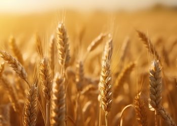 Amber Wave™ emerges as North America’s largest wheat protein facility, revolutionizing ingredient supply chains