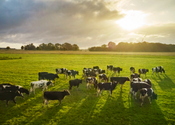 Arla Foods launches new customer programme and accelerates on-farm sustainability efforts