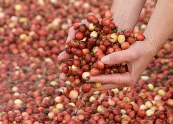 Fresh recipe ideas ripe for this cranberry harvest season