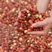 Fresh recipe ideas ripe for this cranberry harvest season