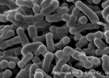Morinaga Milk’s probiotic Bifidobacterium breve B-3 receives approval of individual recognized registration in South Korea
