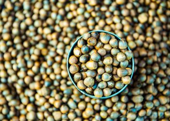 Plant protein ecosystem partners address lentil concerns through new AI technology