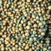 Plant protein ecosystem partners address lentil concerns through new AI technology