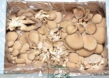 StePacPPC’s new sustainable packaging boosts exotic mushroom longevity