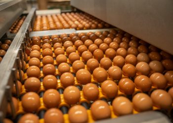 Cal-Maine Foods expands operations with the acquisition of Tyson’s Dexter facility for egg production