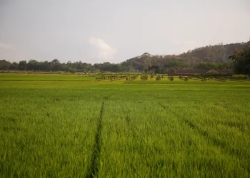BASF and IRRI collaborate on “OPTIMA Rice” initiative to reduce GHG emissions in rice production