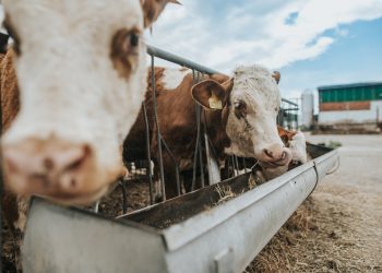 dsm-firmenich to separate out Animal Nutrition & Health business from the Group