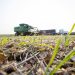 Cargill purchases two meat plants