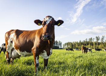 Suomen Lantakaasu Oy acquires Nurmon Bioenergia