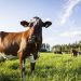 Suomen Lantakaasu Oy acquires Nurmon Bioenergia