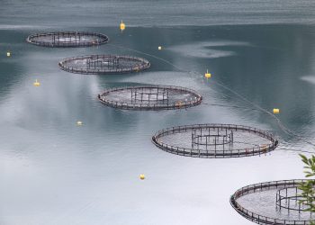 Arctic Blue stands out as seafood sustainability concerns rise