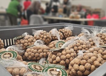 72 bin kilo ceviz çok kısa zamanda tükendi: CÜD logolu cevizler tüketiciden tam not aldı!