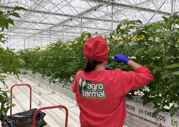 Yediyol Holding’in dev projesi Agro Termal’de ilk hasat toplandı