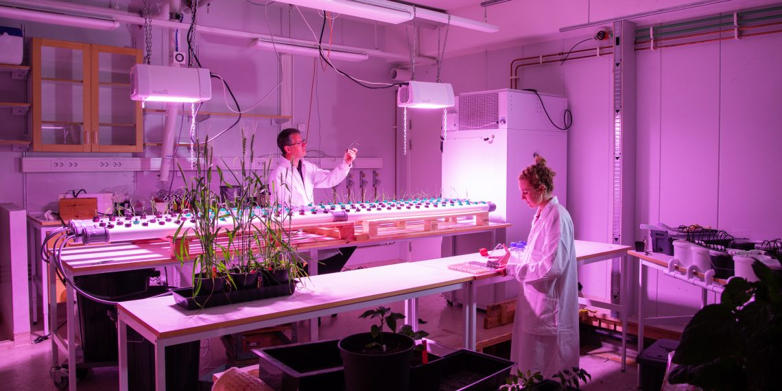 Paulig invests in OlsAro, an agtech startup securing wheat supply through AI-enabled crop-breeding