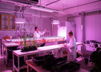 Paulig invests in OlsAro, an agtech startup securing wheat supply through AI-enabled crop-breeding