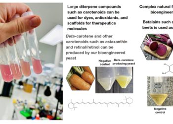 CB Therapeutics Revolutionizes Color and Antioxidant Production: Precision Fermentation Sets New Standard for Cost-Efficiency and Sustainability