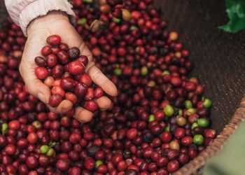Nescafé Plan 2030 Progress Report shows increased uptake on regenerative agriculture, higher productivity and reduced GHG emissions