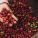 Nescafé Plan 2030 Progress Report shows increased uptake on regenerative agriculture, higher productivity and reduced GHG emissions