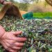 Sofralık zeytin ihracatında tarihi rekor