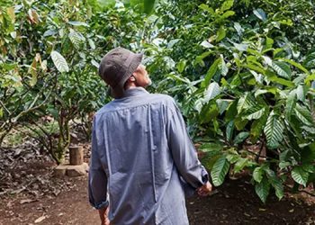 ofi’s cocoa business ‘raises regenerative agriculture ambition’ with new 2030 targets