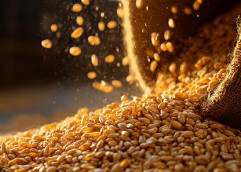 Founder of Gimme Seaweed, Annie Chun, Receives Prestigious Award from Korean Government for Contributions to Seafood Exports