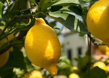 MycoTechnology’s ClearHT™ natural flavor modifier achieves FEMA GRAS status