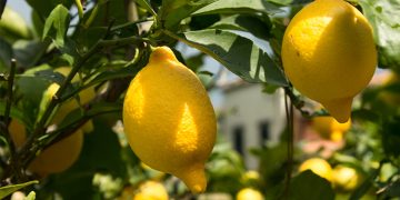 MycoTechnology’s ClearHT™ natural flavor modifier achieves FEMA GRAS status
