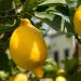 MycoTechnology’s ClearHT™ natural flavor modifier achieves FEMA GRAS status