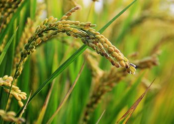 European Rice Campaign Wraps Up a Successful Journey in the UK