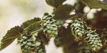 Givaudan wins prestigious award for Lifenol™ at Vitafoods Europe 2025