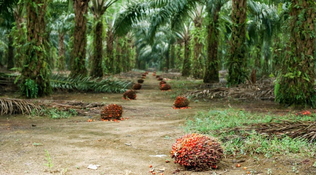 Dünya Bitkisel Yağ Arzının %40’ını Karşılayan Palm Yağında Sürdürülebilir Üretim Artıyor