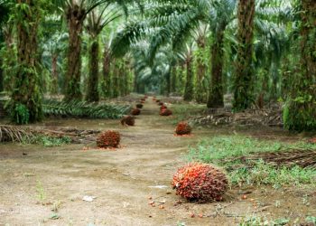 Dünya Bitkisel Yağ Arzının %40’ını Karşılayan Palm Yağında Sürdürülebilir Üretim Artıyor