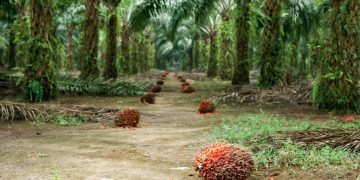 Dünya Bitkisel Yağ Arzının %40’ını Karşılayan Palm Yağında Sürdürülebilir Üretim Artıyor