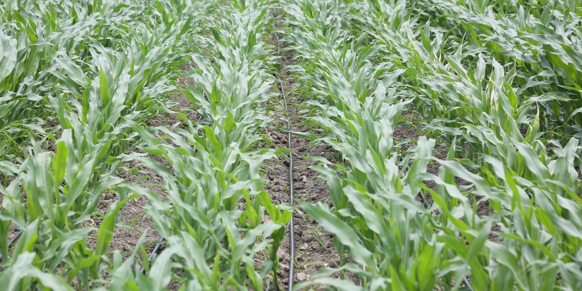 PepsiCo Türkiye “Bir Damla Bir Dünya Projesi” ile fabrikalarında kullandığı suyu doğaya geri kazandırıyor