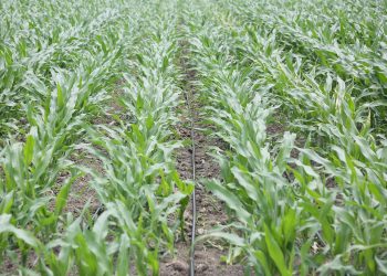 PepsiCo Türkiye “Bir Damla Bir Dünya Projesi” ile fabrikalarında kullandığı suyu doğaya geri kazandırıyor