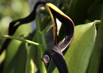 Givaudan introduces Rainforest Alliance Certified vanilla extracts for the European market