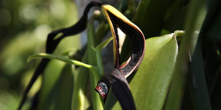 Givaudan introduces Rainforest Alliance Certified vanilla extracts for the European market