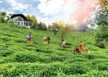 Doğuş Çay 40’ıncı yılına yılda yaklaşık 2 milyon ton tarım ürününü ekonomiye kazandırarak girdi